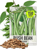 Seed Needs Bush Bean Seeds for Planting Contender Beans - Non-GMO Heirloom & Untreated Vegetable Seeds to Plant an Outdoor Home Grown Homestead Garden - Easy to Grow (Bulk)