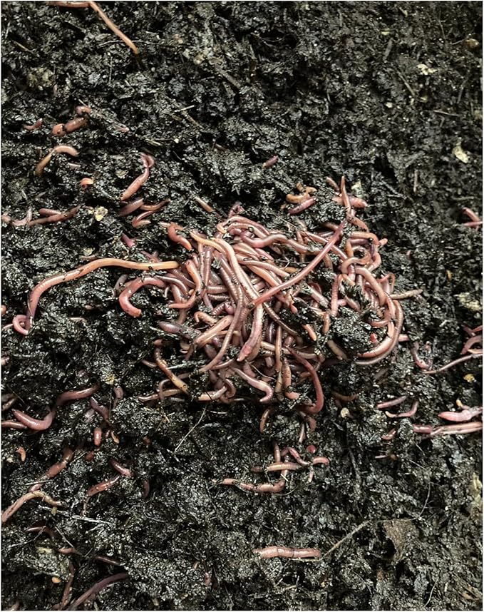 100 Live Red Wiggler Composting Worms – Starter Pack for Vermicomposting, Worm Bin & Garden Soil Improvement | Compost Worms for Organic Gardening or Fishing Bait