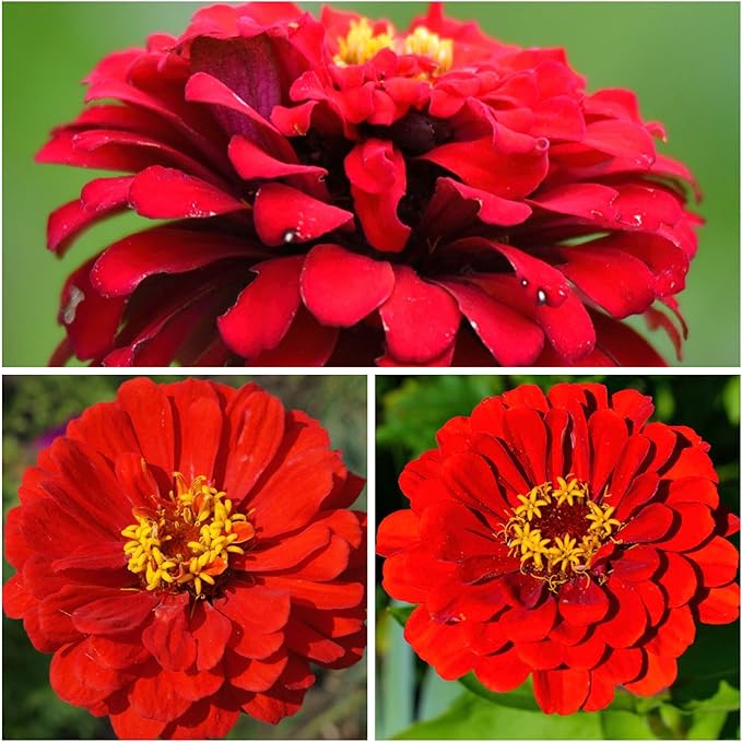 Seed Needs Zinnia Seeds for Planting Scarlet Flame Zinnias - Heirloom & Open Pollinated Annual Cut Flowers Perfect for Bouquets - Plant a Wildflower Butterfly Garden (2 Packs)