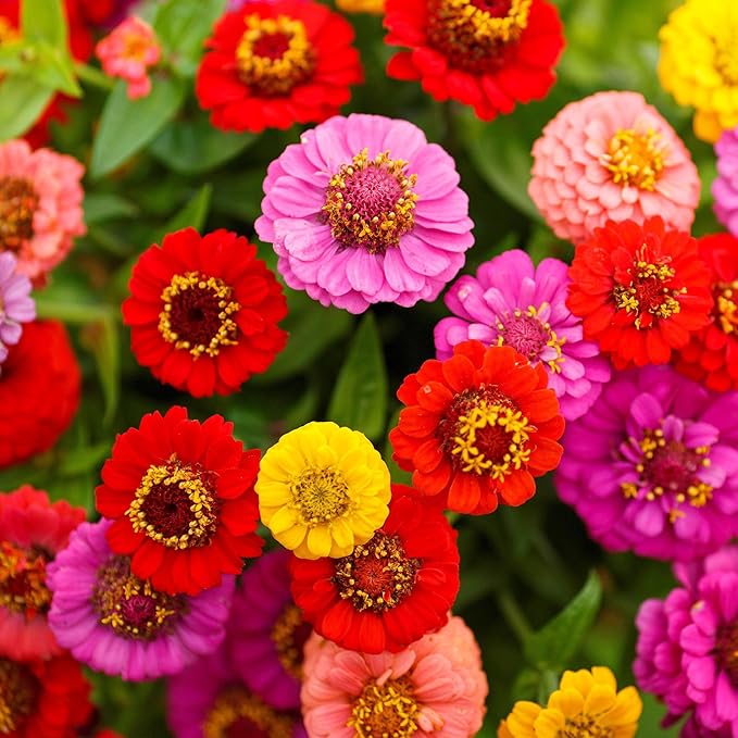 Eden Brothers Zinnia Seeds - Lilliput Mix, Non-GMO Seeds for Planting, 1/4 lb | Low-Maintenance Flower Seeds, Plant During Spring, Zones 3, 4, 5, 6, 7, 8, 9, 10