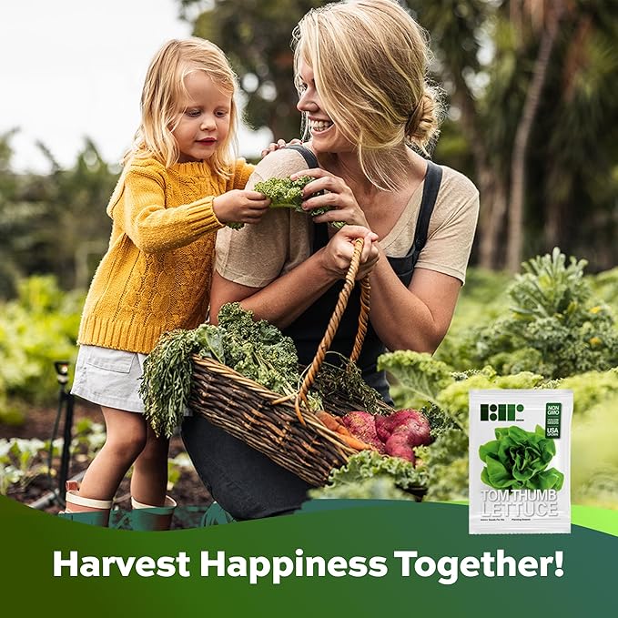 1000+ Tom Thumb Heirloom Lettuce Seeds - Non-GMO USA Grown - Miniature 5" Heads Butterhead Bibb Type Lettuce - Grows Indoors or Outdoors with Soil or Hydroponics