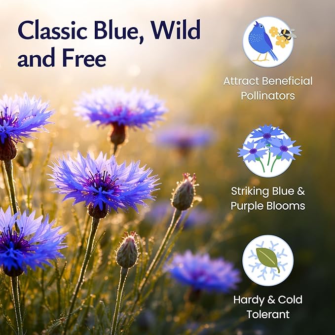 Created By Nature, Bachelor Button Seeds Tall Blue, Cornflower Seeds, Non-GMO and Pollinator-Friendly, 5,562 Annual Wildflower Seeds, Covers 325 sq. ft. (Centaurea cyanus)