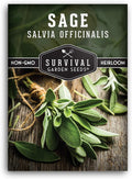 1 Pack Culinary Sage Seed for Planting - Packet with Instructions to Grow Salvia Officinalis Herbs in Your Home Vegetable Garden - Non-GMO Heirloom Variety - Survival Garden Seeds
