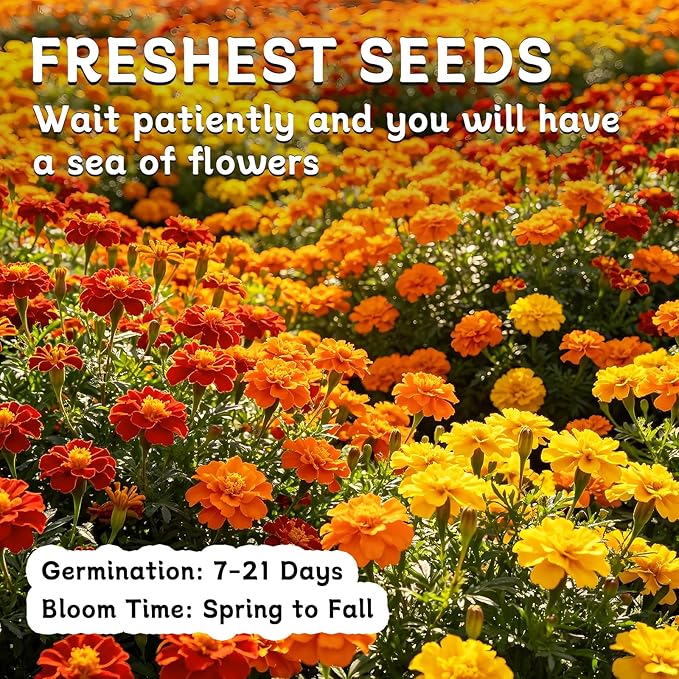 LUOJIBIE Marigold Seeds, 12,000+ Marigold Seeds for Planting Outdoor & Indoor, Flower Seeds Bulk for Gardening and Home, Non-GMO Heirloom, Easy to Grow