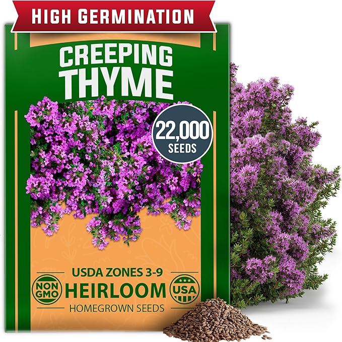 HOME GROWN Purple Creeping Thyme Seeds Non-GMO Ground Cover Flowers 22000+ Edible Herb Seeds for Planting Lawns & Paths 3g Perennial Thymus serpyllum