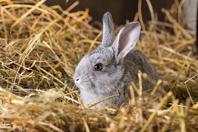 Premium 100% Natural Straw for Animal Bedding, Garden Mulch, Compost & Fertilizer, and Grass Cover (Compressed Bale (Approx. 36 lbs)