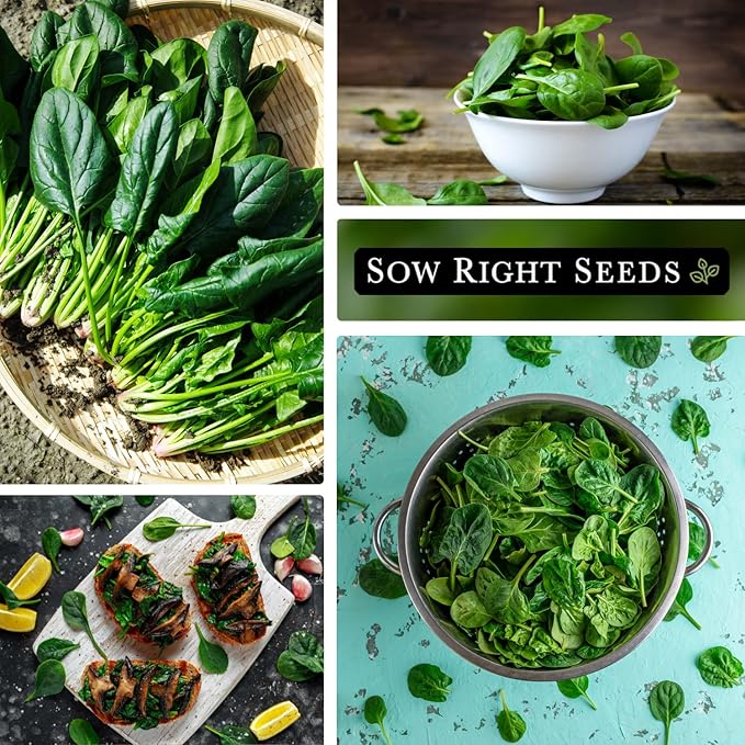 Sow Right Seeds - Viroflay Spinach Seed for Planting - Non-GMO Heirloom Packet with Instructions to Plant a Vegetable Garden - Grow Leafy Green Nutritious Superfood - Hydroponic Growing Friendly (3)