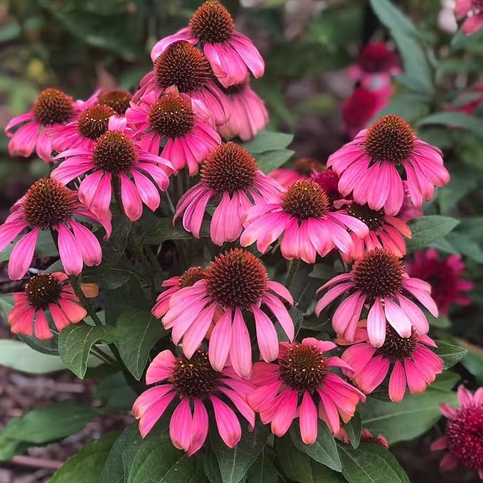 100 Pink Coneflower Seeds – Non-GMO Heirloom Echinacea for Pollinator-Friendly Perennial Gardens