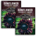 Chocolate Cherry Sunflower Seeds for Planting | Rare Burgundy Black Blooms, 6-7ft Giant Non-GMO Heirloom Flower - Survival Garden Seeds (2 Packs)