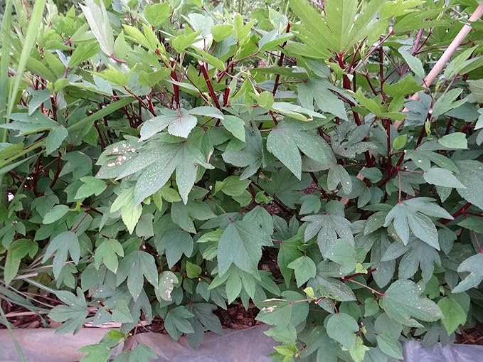 TomorrowSeeds - Red Hibiscus Roselle Seeds - 50+ Count - for 2026 Planting Hibiscus Sabdariffa Burmese Chin Baung Jamaican Sour Leaf Sorrel Jamaica Rosella Rau Chua Herbs Vegetable Grow Your Own Home