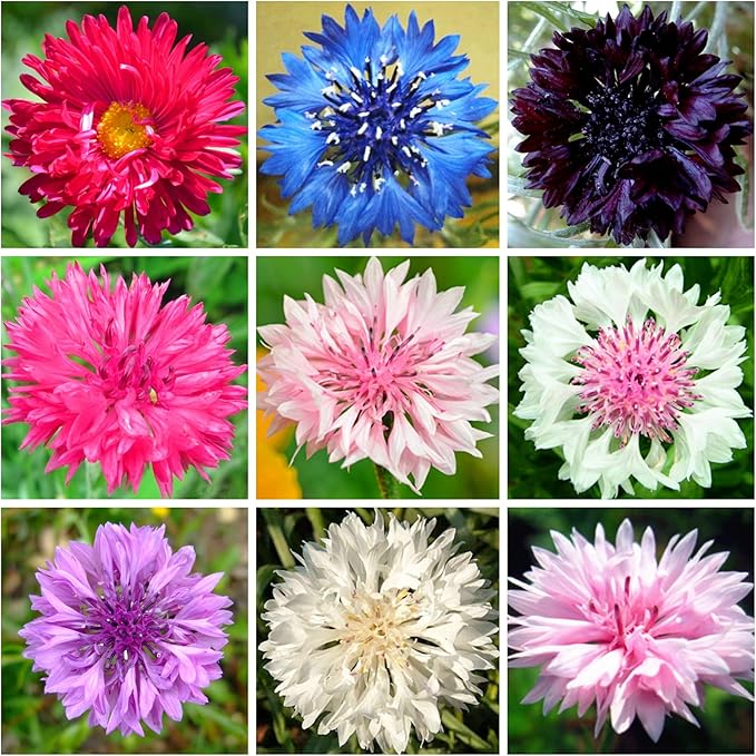3000+ Cornflower Seeds for Planting Mix Dwarf Bachelor Button Seeds for Home Garden Perennial Flowers Outdoor Indoor Garden