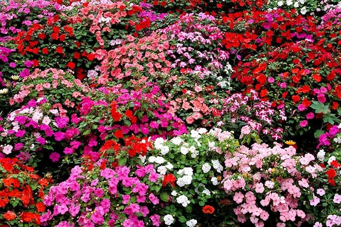 500 Mix Impatiens Seeds - Non-GMO Mixed Color Annual Flower Seed, Pollinator Friendly & Compact with Vibrant Abundant Blooms for Shade Gardens & Container Planting