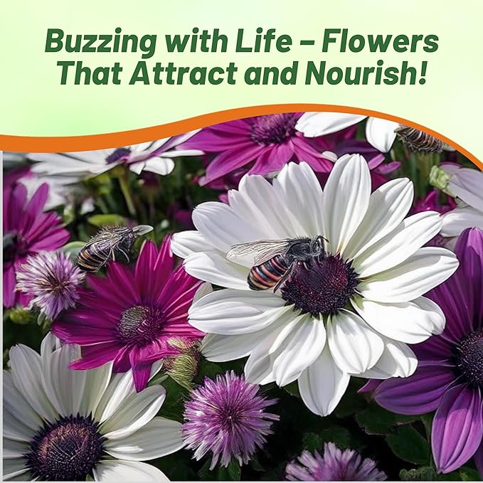 Outsidepride Akila Mix Osteospermum African Daisy Seeds - 10 Pcs. Perennial Flower Seeds for Planting Outdoors with Long-Lasting Blooms, Drought-Tolerant, Easy to Grow for Sunny Gardens & Borders