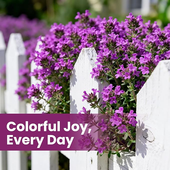 20000+pcs Purple Creeping Thyme Seed for Planting, Non-GMO Heirloom Perennial Ground Cover Flowers Seeds, Lawn Alternative, Fragrant Herb Seeds for Lawns & Paths Garden Backyard