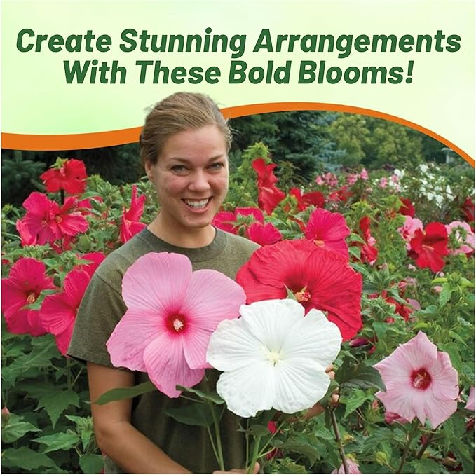 Outsidepride Luna Mix Hibiscus Seeds - 20 Pcs Perennial Flower Seeds for Planting Pollinator-Friendly, Large & Elegant Blooms with Dense Dark Green Foliage for Containers, Pots, & Garden Spaces