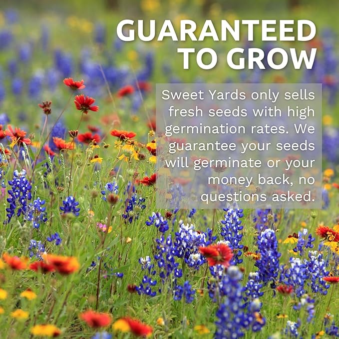 Zinnia Crazy Blend - Bulk 1 Pound Bag - 60,000 Flower Seeds for Planting - Zinnia elegans