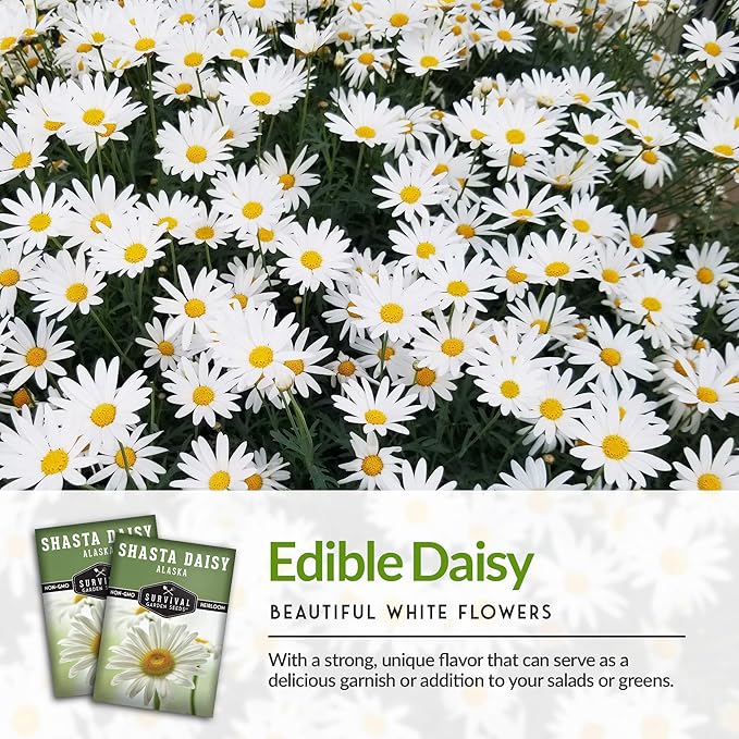 Shasta Daisy Seeds for Planting - Heirloom Perennial White Daisies with Yellow Centers - Classic Flowers for Garden Beds and Cut Flowers - Survival Garden Seeds (5 Pack)
