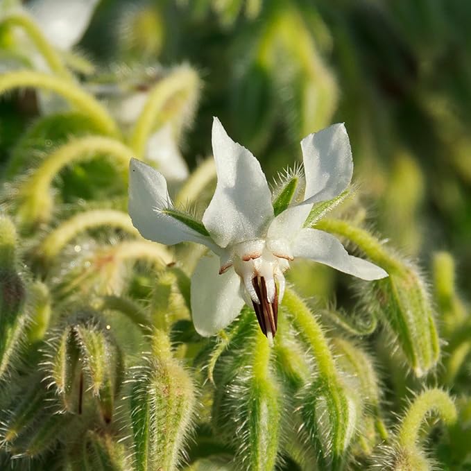 Seed Needs Borage Seeds for Planting White Borago officinalis Starflower - Non-GMO Heirloom & Untreated Herb Seed to Plant and Grow an Outdoor Home Grown Garden (5 Packs)