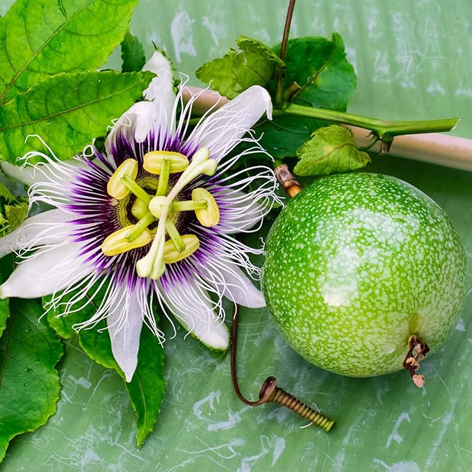 Seed Needs, Purple Passion Flower Seeds - 30 Heirloom Seeds for Planting Passiflora edulis - Annual Heirloom & Open Pollinated Vine/Climber Produces Exotic Blooms (1 Pack)