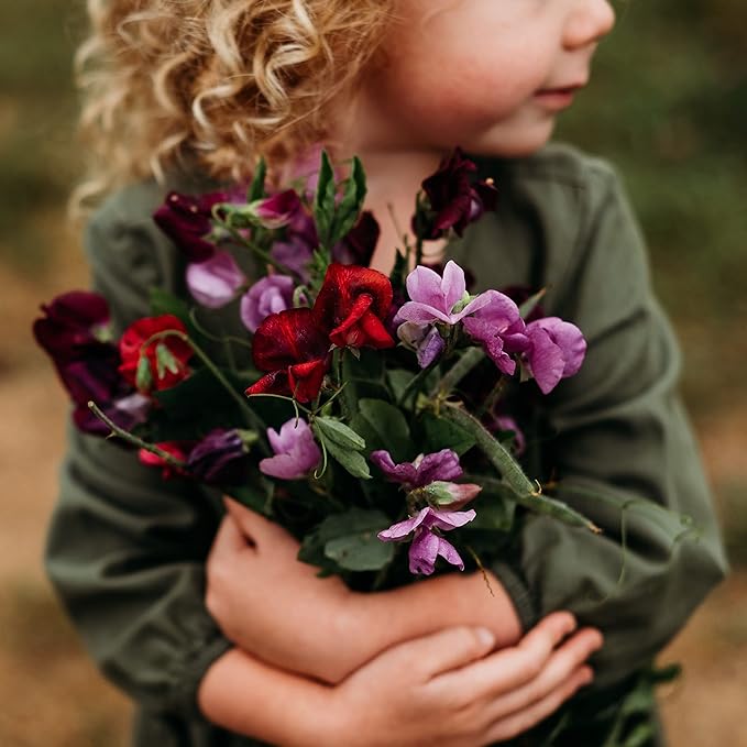 Bijou Sweet Pea Mix - 50 Seeds - Heirloom & Open-Pollinated Variety, Fragrant & Colorful Mixture, Non-GMO Flower Seeds for Planting Outdoors in The Home Garden, Thresh Seed Company