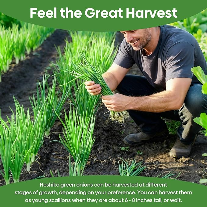 Heshiko Bunching Green Onion Seeds - Non-GMO Heirloom Seeds for Planting Indoor Containers or Outdoor Garden, Instructions Included
