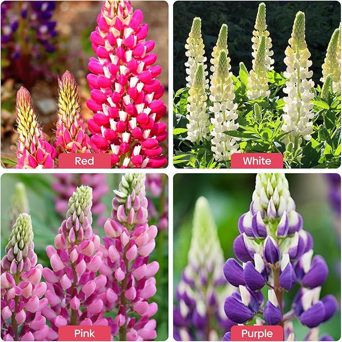 Groundio Russell Lupine Seeds, Lupinus Polyphyllus 36-48 Inch Tall Mix Color Flower, Red, White, Pink, Purple Perfect for Garden, Non-GMO, Heirloom, Open Pollinated, USDA Zone 3-9