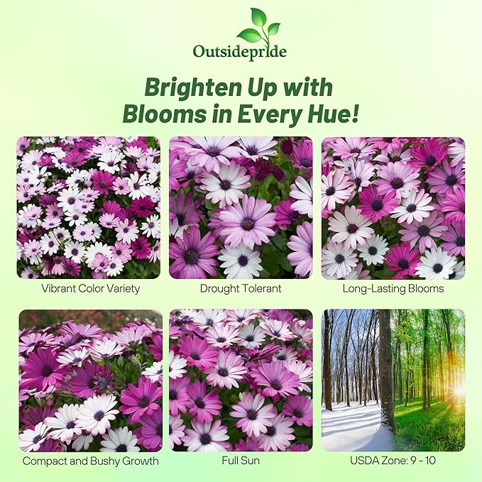 Outsidepride Akila Mix Osteospermum African Daisy Seeds - 10 Pcs. Perennial Flower Seeds for Planting Outdoors with Long-Lasting Blooms, Drought-Tolerant, Easy to Grow for Sunny Gardens & Borders