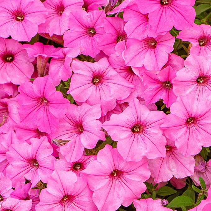 250+ Mixed Petunia Hybrida Flower Seed for Planting Outdoor Non GMO