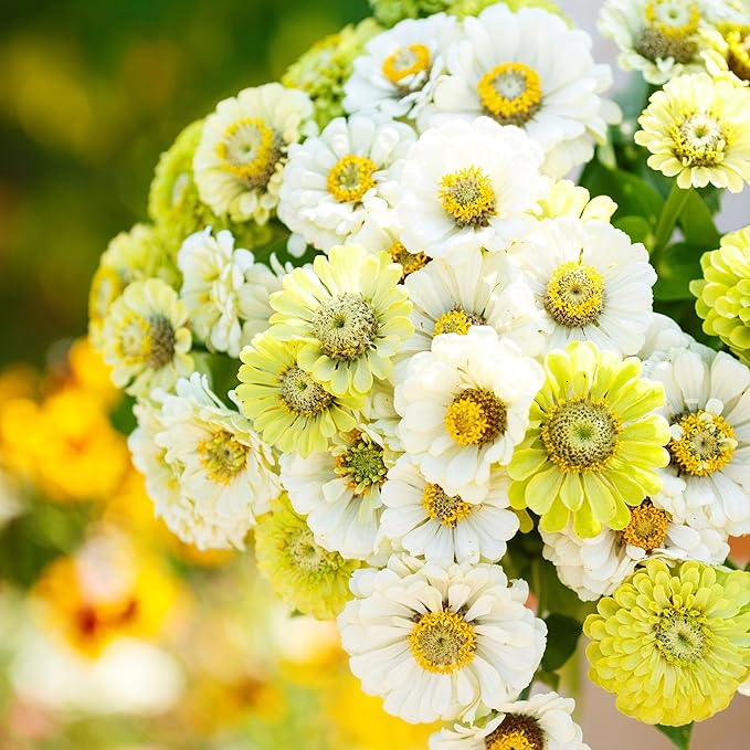 Eden Brothers Zinnia Seeds - Fresh Mix, Non-GMO Seeds for Planting, Packet | Low-Maintenance Flower Seeds, Plant During Spring, Zones 3, 4, 5, 6, 7, 8, 9, 10