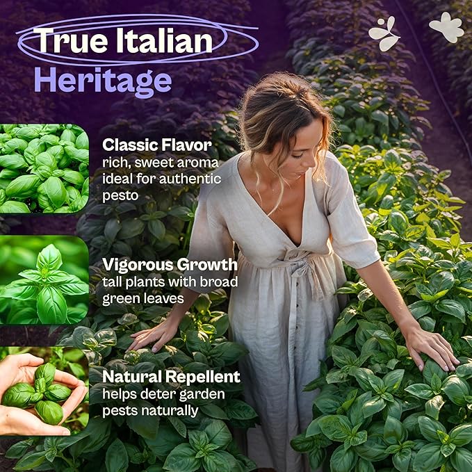 SVI 2000 Genovese Basil Seeds (Ocimum basilicum) – Sweet Basil Seed Packets – Aromatic Non GMO Heirloom Large Leaf Culinary Herb Seeds, Outdoor & Indoor Herb Garden