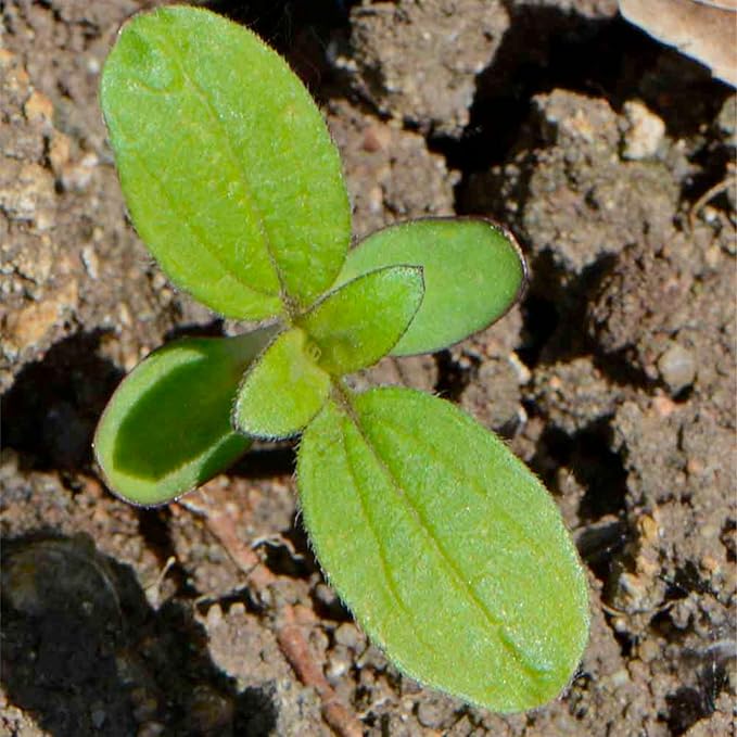 Seed Needs Sunflower Seeds to Plant The Original Crazy Blend | 500+ Heirloom Seeds 15+ Varieties Open Pollinated & Untreated | XL Packet Multicolored Blooms Flower Seed