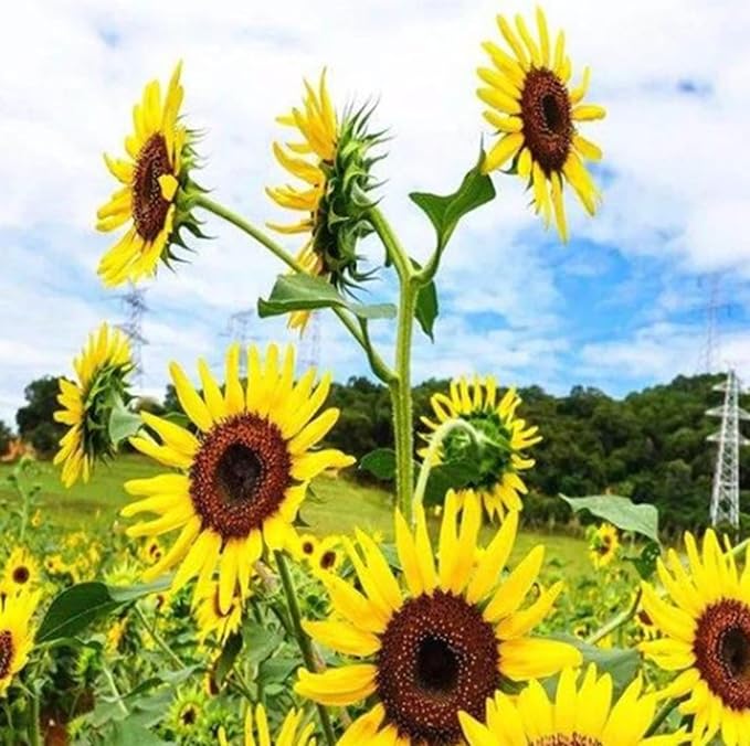 Mix Sunflower Seeds for Planting, 100+pcs Rare Perennial Sunflower Flower Seeds, Non-GMO Heirloom Beauty Flowers Attracts Pollinators for Home Garden Outdoors