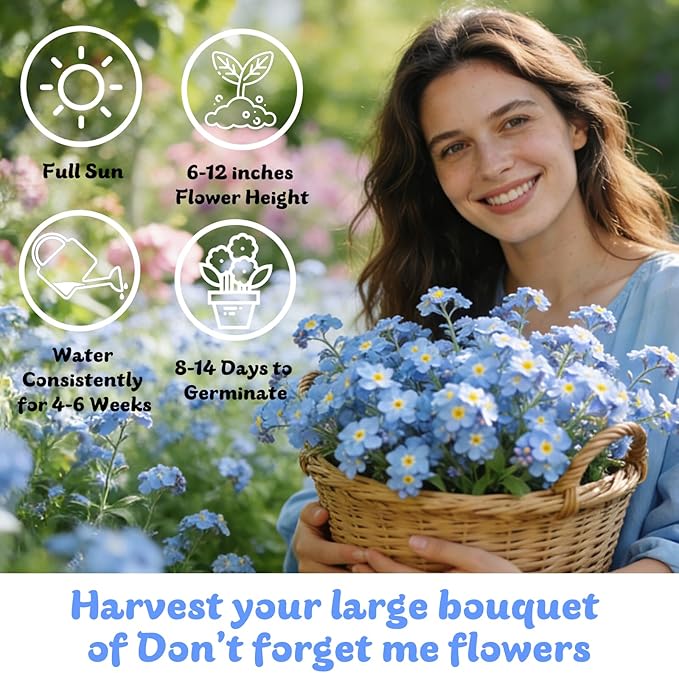 Forget Me Not Seeds 5500 Flower Seeds Forget-Me-Not Seed Packet Collection Forget-Me-Not Seeds for Planting Easy to Grow, Ground Cover Use, Perfect for Borders and Containers (Forget Me Not)