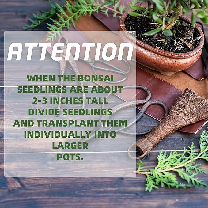 Meekear 5 Bonsai Tree Kit Complete Plant Growing Tools, Grow in Pot Indoor Bonsai Tree Starter Kit, Great Home Gardening Potted Plants DIY Gift for Adults