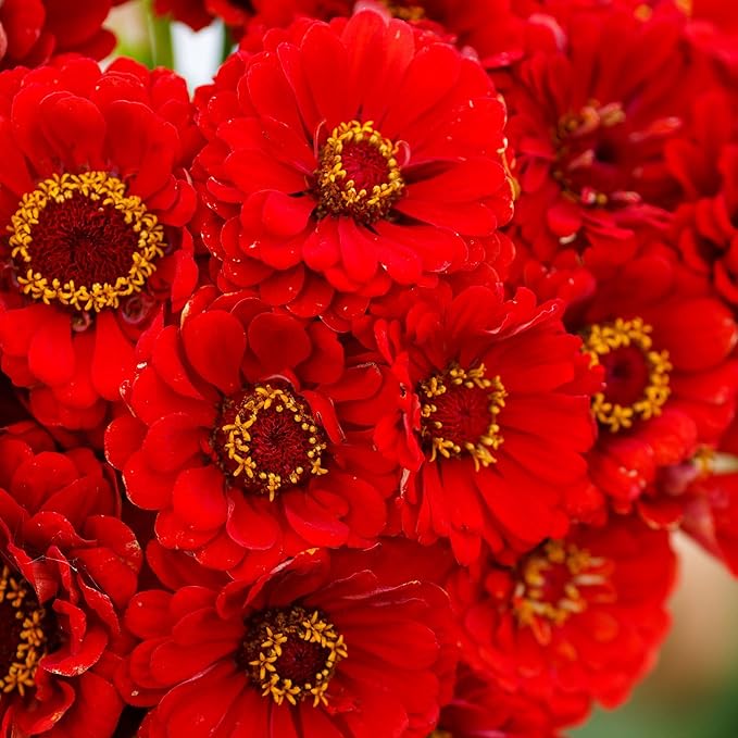 Eden Brothers Zinnia Seeds - Cherry Queen, Non-GMO Seeds for Planting, Packet | Low-Maintenance Flower Seeds, Plant During Spring, Zones 3, 4, 5, 6, 7, 8, 9, 10