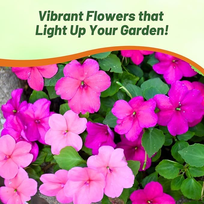 Outsidepride Xtreme Sapphire Mix Impatiens Flower Seeds - 100 Pcs Annual, Compact & Pollinator Friendly, Impatiens Seeds for Planting w/Vibrant, Abundant Blooms for Shade Gardens & Container Displays