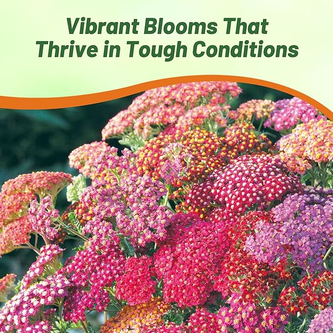 Outsidepride Summer Berries Mix Yarrow Seeds – 2000 Pcs. Perennial, Versatile, Clump-Forming, & Drought Tolerant Flower Seeds for Planting Fragrant & Vibrant Blooms, Ideal for Pollinator Gardens