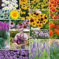 Eden Brothers Northeast All Perennial Wildflower Mixed Seeds for Planting, 1 lb, 480,000+ Seeds with Milkweed, NE Aster | Attracts Pollinators, Plant in Spring or Fall, Zones 3, 4, 5, 6, 7, 8, 9, 10