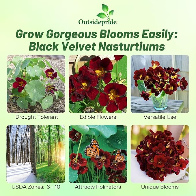Outsidepride Tom Thumb Black Velvet Nasturtium Seeds - 400 Pcs Annual, Easy to Grow & Versatile, Flower Seeds for Planting Vibrant Blooms, Ideal for Gardens, Borders, and Pollinator Gardens