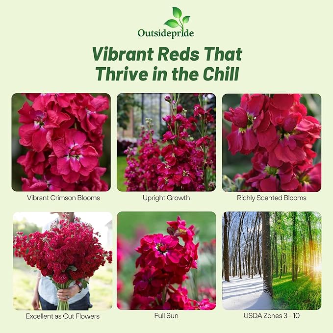 Outsidepride Ten Week Crimson Mattiola Stock Seeds - 1000 Pcs Annual Flower Seeds for Planting with Fragrant Blooms That Attract Pollinators, Compact Growth, for Cut Flower Arrangements & Containers