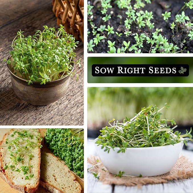 Sow Right Seeds - Garden Cress Seeds for Planting - Non-GMO Heirloom Packet with Instructions to Plant and Grow a Kitchen Herb Garden - Indoors or Outdoors - Edible Leaves and Cute Filler (4)