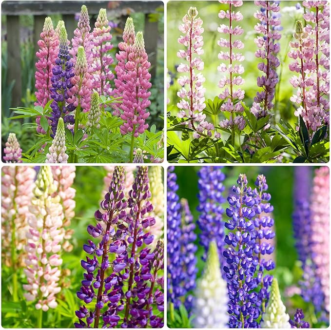 Groundio Russell Lupine Seeds, Lupinus Polyphyllus 36-48 Inch Tall Mix Color Flower, Red, White, Pink, Purple Perfect for Garden, Non-GMO, Heirloom, Open Pollinated, USDA Zone 3-9