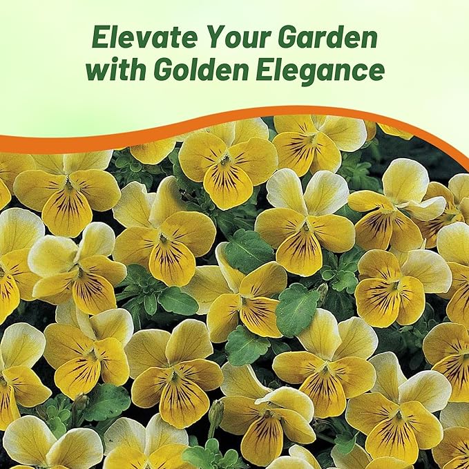Outsidepride Miniola Heart Gold Violet Seeds for Planting - 100 Pcs Annual, Compact & Pollinator Friendly Viola Flower Seeds with Gold Blooms, Ideal for Garden Borders & Container Displays