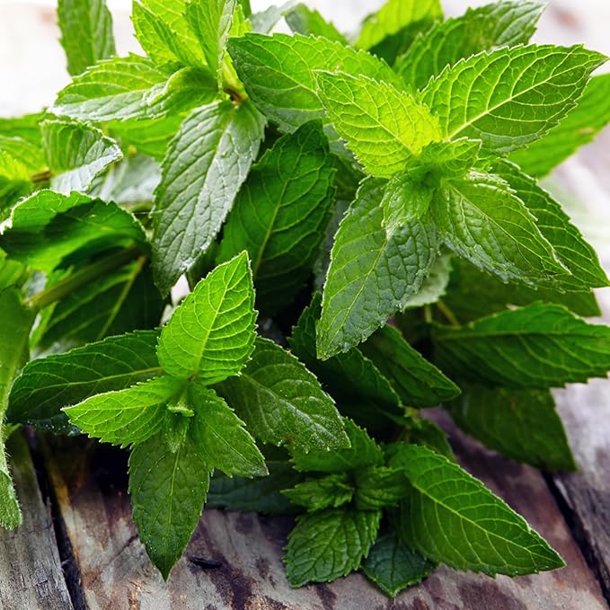 Seed Needs Peppermint Seeds for Planting - Non-GMO, Heirloom & Untreated - Medicinal/Culinary Herb to Plant a Home Grown Indoor or Outdoor Garden (5 Packs)