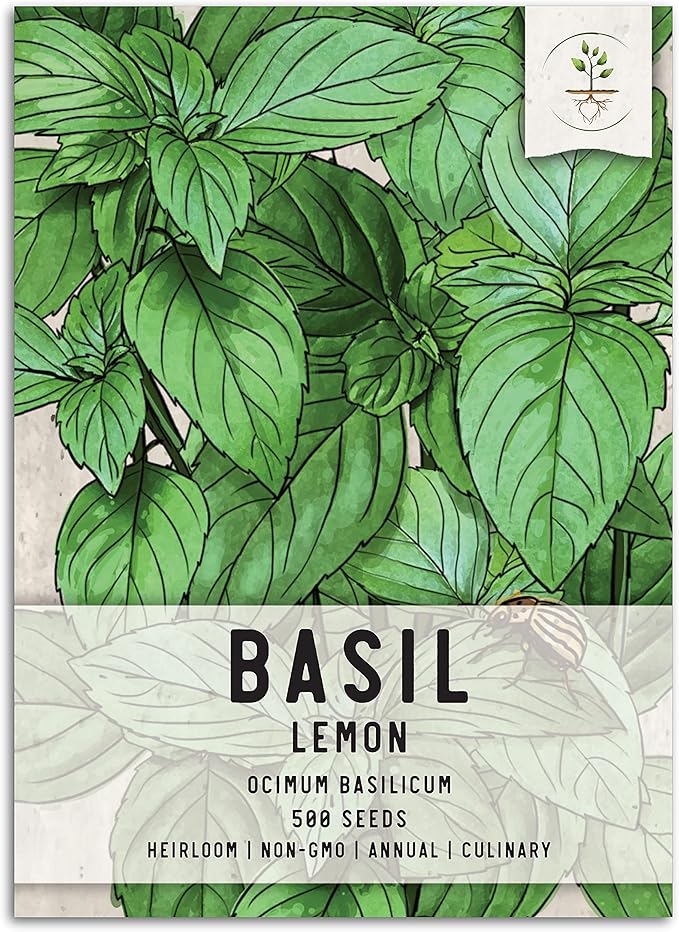 Seed Needs Lemon Basil Seeds for Planting - Non-GMO Heirloom & Untreated Culinary Herb Seed to Plant an Indoor or Outdoor Home Grown Kitchen Garden (1 Pack)