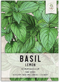 Seed Needs Lemon Basil Seeds for Planting - Non-GMO Heirloom & Untreated Culinary Herb Seed to Plant an Indoor or Outdoor Home Grown Kitchen Garden (1 Pack)