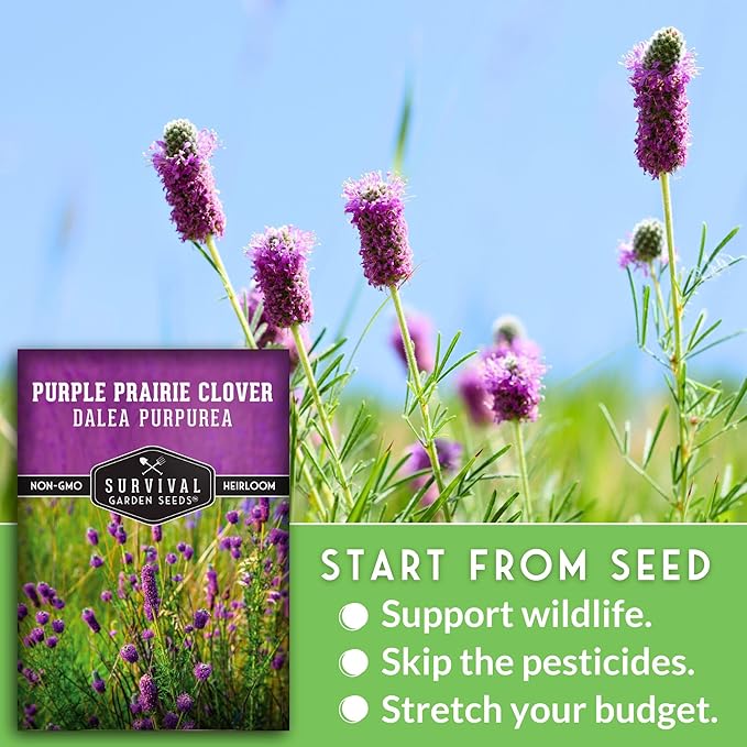 Survival Garden Seeds - Purple Prairie Clover Seeds for Planting | Dalea purpurea | Drought Tolerant North American Native Wildflower - 1 Pack