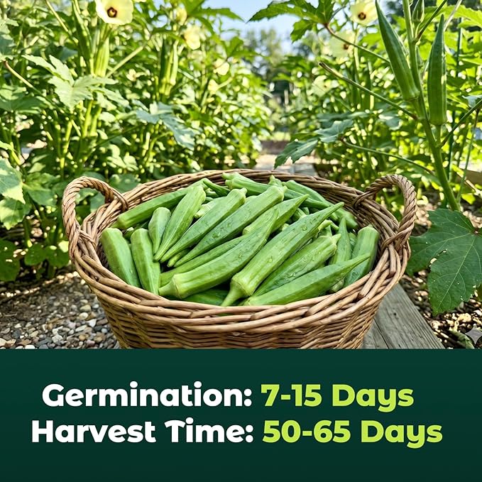Clemson Spineless Okra Seeds for Planting, 120 Non-GMO Heirloom Seeds — Heat-Tolerant & High-Yielding, Fast Growing Vegetable Seeds for Outdoor Gardens