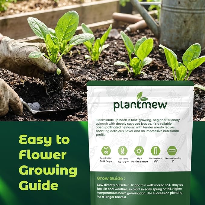 Bloomsdale Spinach Seeds for Planting, 500 Non-GMO Heirloom Seeds — Fast Growing Vegetable Seeds for Spring & Fall Gardens