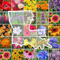 Eden Brothers Louisiana Wildflower Mixed Seeds for Planting, 1 lb, 480,000+ Seeds with Lupine, African Daisy | Attracts Pollinators, Plant in Spring or Fall, Zones